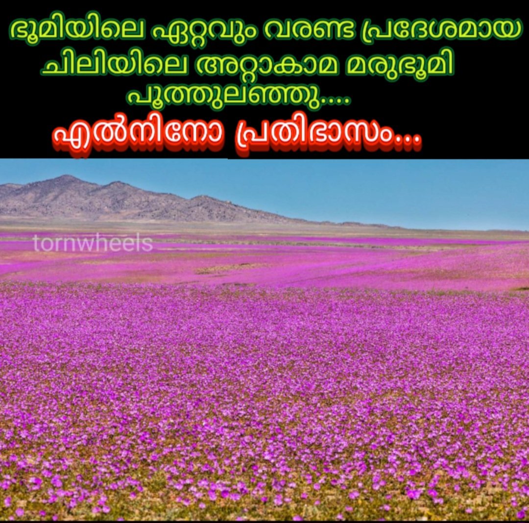 PraseedPt's tweet photo. വരണ്ട മരുഭൂമിയിലെ പ്രകൃതിയുടെ മാന്ത്രികവിദ്യ! എൽ നിനോ പ്രതിഭാസത്തിന്റെ ഫലമായി പെയ്ത മഴയിൽ അറ്റാകാമ മരുഭൂമി ഒരു പൂന്തോട്ടമായി മാറിയ അപൂർവ്വ കാഴ്ച. പ്രകൃതിയുടെ സൗന്ദര്യത്തിന് മുന്നിൽ നമ്മൾ വീണ്ടും അത്ഭുതപ്പെട്ടുപോകുന്നു! ​ലോകത്തിലെ ഏറ്റവും വരണ്ട മരുഭൂമി #AtacamaDesert
#Chile https://t.co/zdKdzy1bBs
