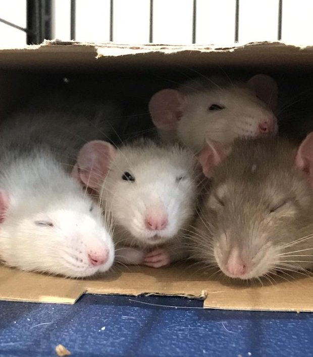 pyratscythe's tweet photo. Elemental qua[rat]et https://t.co/GGqDNkOMHL