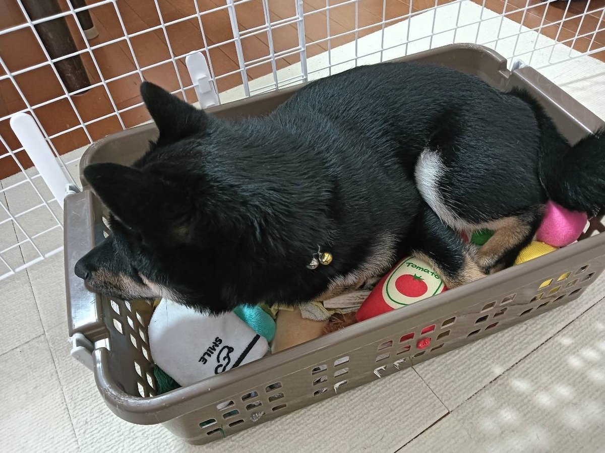 Mintriel_siba's tweet photo. おもちゃ箱にINしてる🤣🐾
#豆柴 #柴犬 #いぬのきもち #犬のいる暮らし #puppy #shibainu https://t.co/HwfQYGb7hz