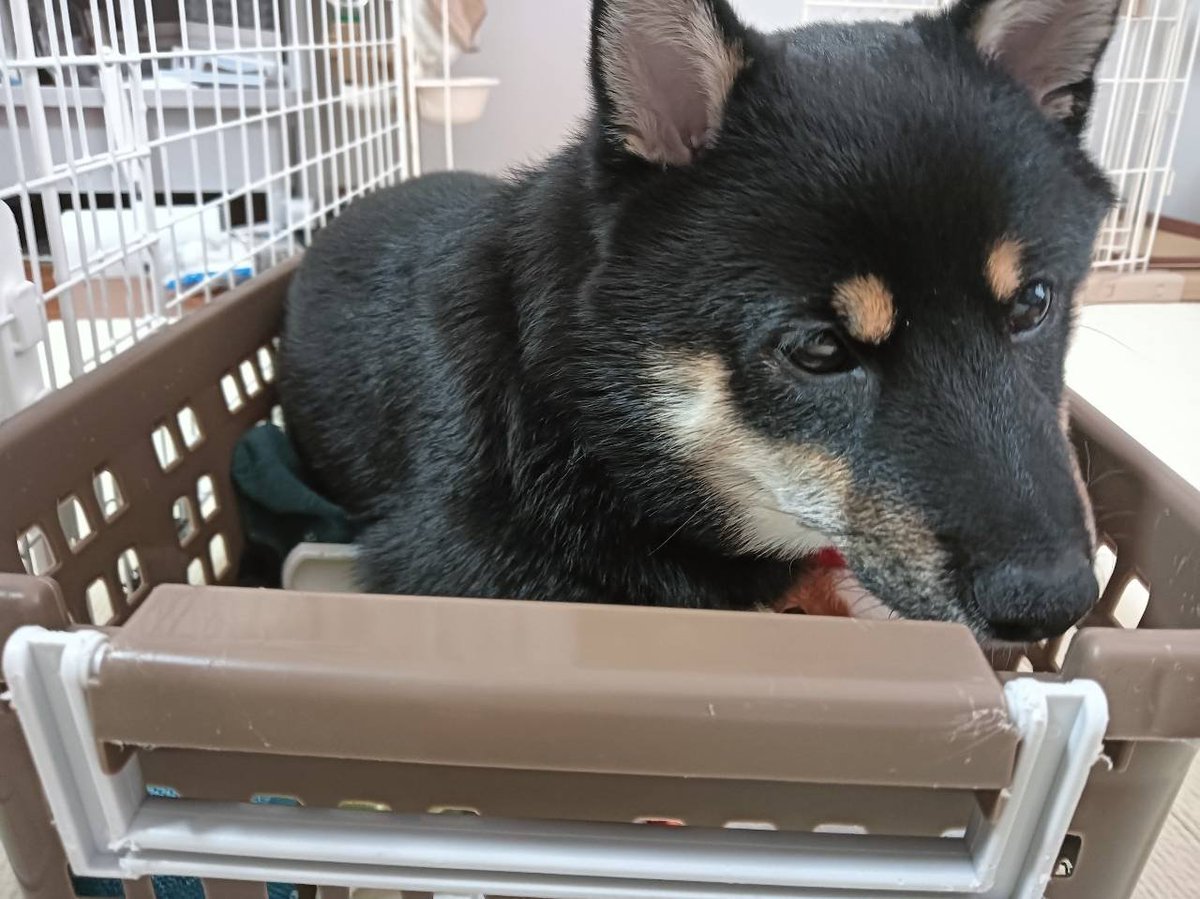 Mintriel_siba's tweet photo. おもちゃ箱にINしてる🤣🐾
#豆柴 #柴犬 #いぬのきもち #犬のいる暮らし #puppy #shibainu https://t.co/HwfQYGb7hz