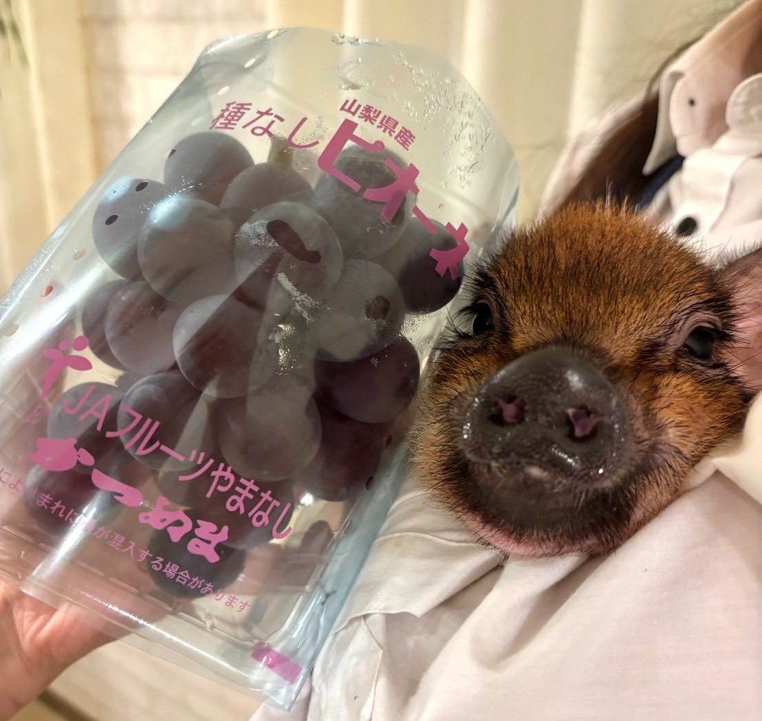 mipigcafe's tweet photo. 【目黒店】
お客様より、差し入れいただきました🫶
ありがトンございます🐷🍇✨

#mipigcafe #micropig #マイクロブタ #マイクロブタカフェ #差入れ #感謝 https://t.co/UFJqeUmop2