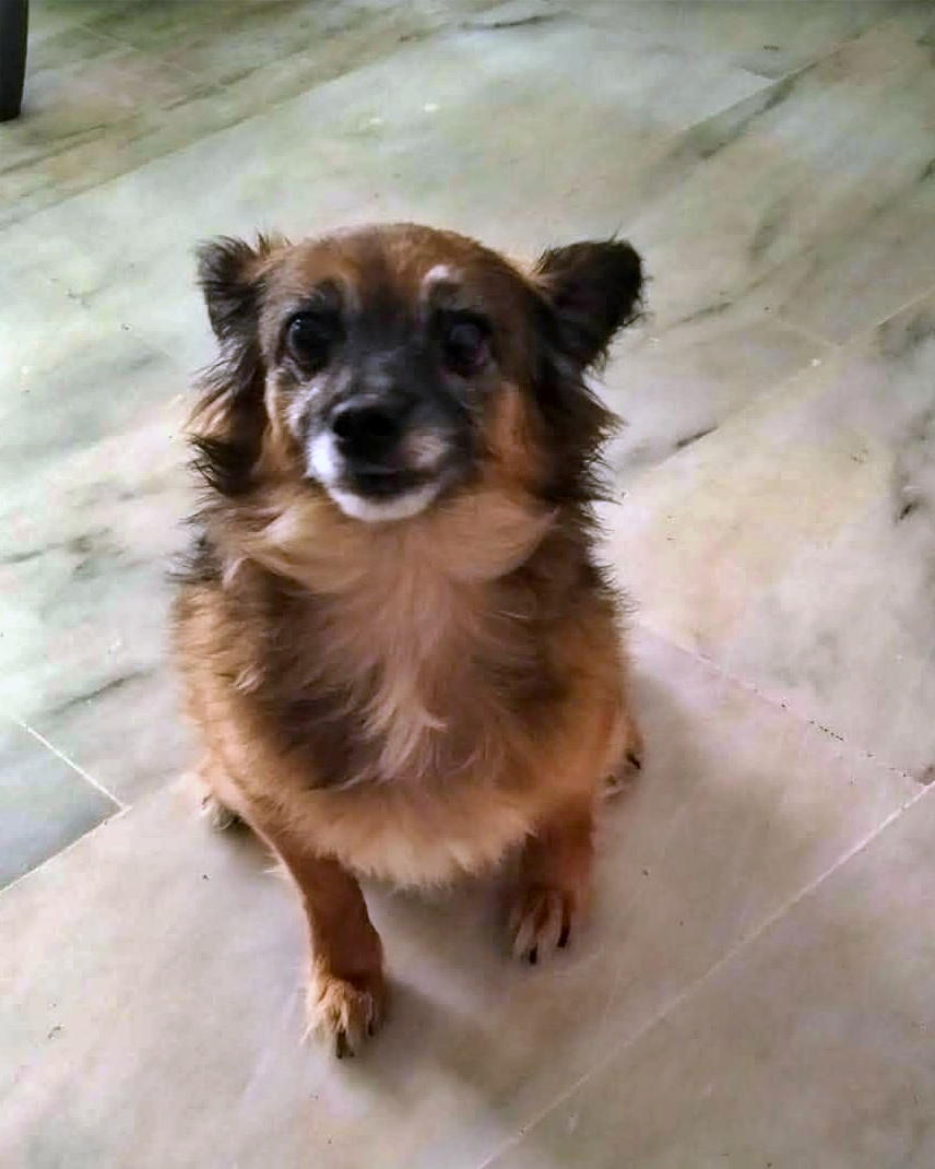 SosAbuelos1's tweet photo. Solo #BARCELONA y alrededores
Después de haber sido abandonada por "quienes la tenían"... Esta pequeñina de 6 kg y 8 años busca, esperanzada, un nuevo hogar. Una familia que comprenda y respete el significado de: PARA SIEMPRE.

Contacto: solo WhatsApp 679 50 40 99 Débora https://t.co/3CovyeR5VH
