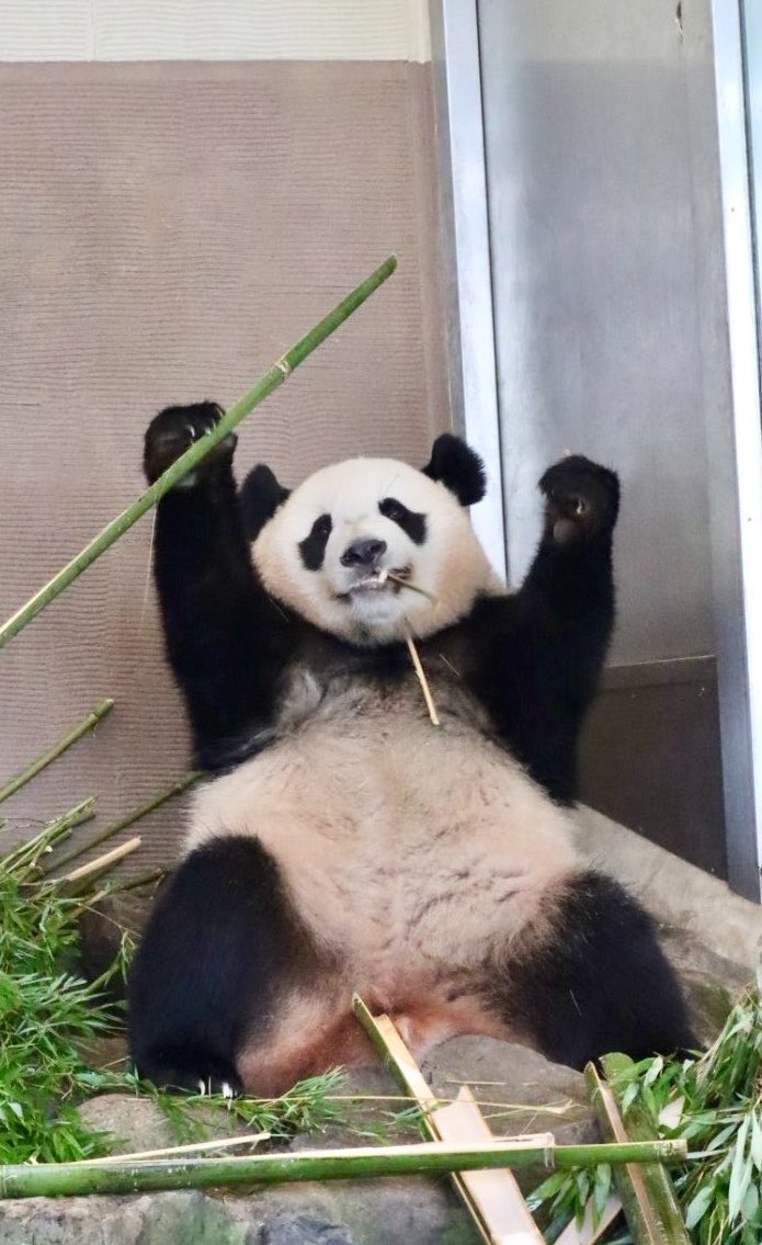 ezweb_ju0627's tweet photo. 🍁チーム５しゃいせいぞろいでしゅ❣️✨🐼💚🐼🧡 https://t.co/7O1lGVePlx
