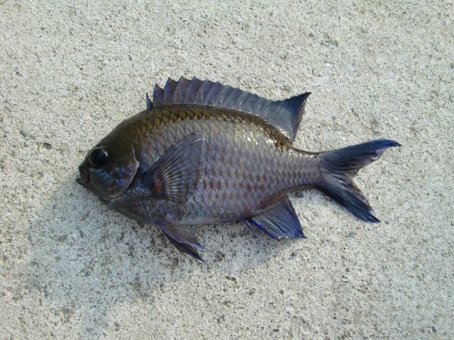 sinOrganicChem's tweet photo. この魚(標準和名:スズメダイ)は方言で「ヘキ」と呼ばれているらしいので、誰かこの魚から未発見のカルボン酸を発見・単離して、そのカルボン酸に「ヘキ酸」と名付けることで未来の化学科の学生からクソバカ化学者扱いされてみてくれませんか https://t.co/FmSPtj1hFC