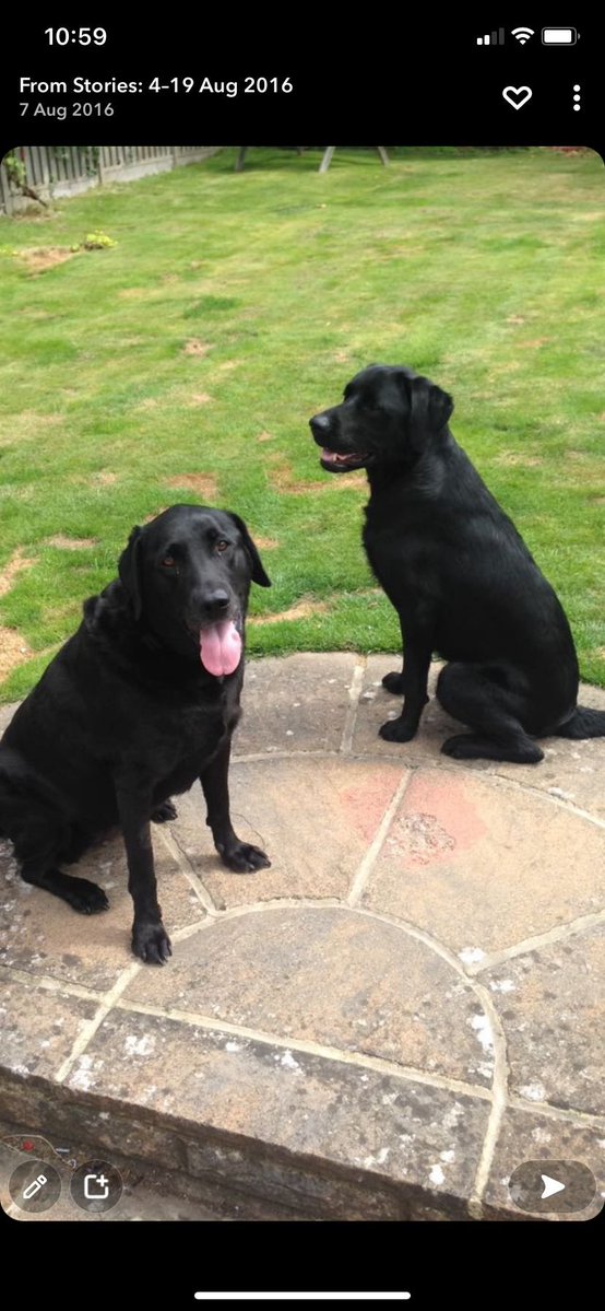 lizziesmith07's tweet photo. @zatzi #blacklabrador https://t.co/ig5lw86bMH