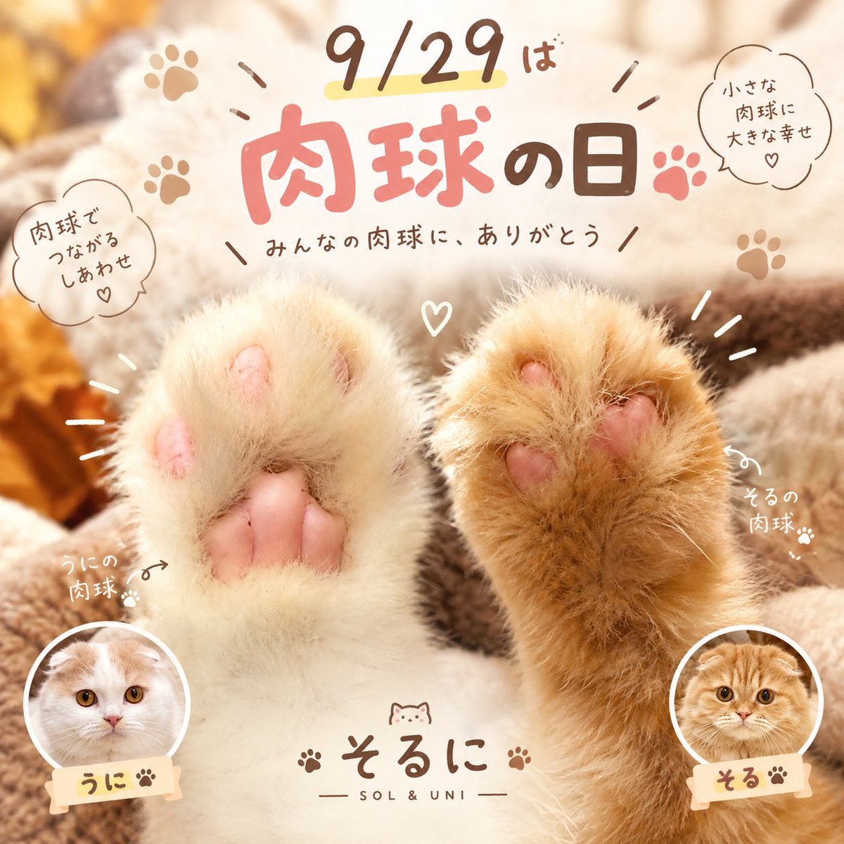 Sol_Uni_days's tweet photo. こんばんは🌝

今日は肉球の日🐾

9月29日は「招き猫の日」でもあるらしい🐈
「来る福（くるふく）」の語呂合わせなんだって。

ということで今日は
そるとうにの肉球で福を招きます🐾✨

#そるに #猫 #猫のいる暮らし #肉球の日 #猫好きさんと繋がりたい #猫写真 #肉球の日 https://t.co/dGLRUXqGFV