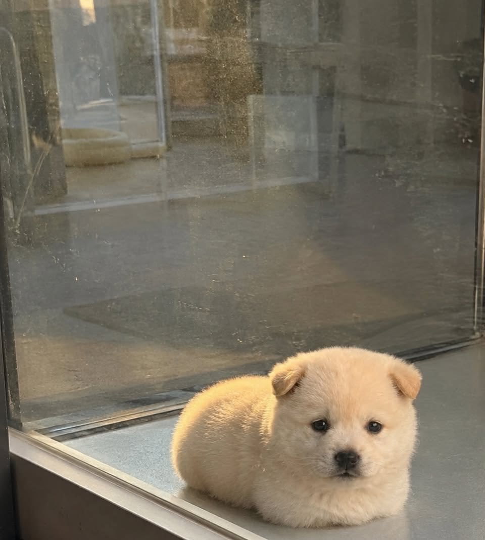 cutestpuppyy's tweet photo. Round https://t.co/v3ki8rbcrK