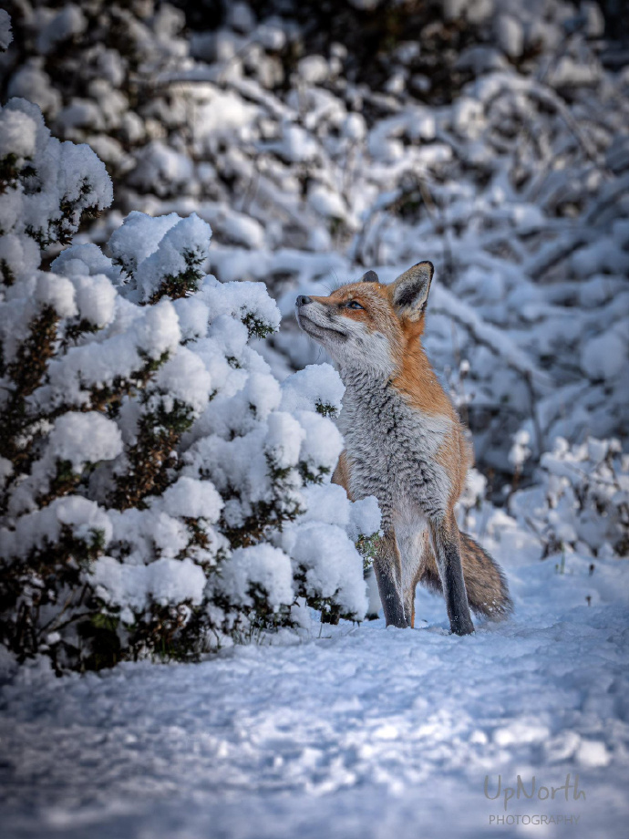 haze_morga__2d0's tweet photo. [A cunning fox's fake charm masked a sly scheme, but its cover was blown by the wind.] https://t.co/cIwtL3jWMU