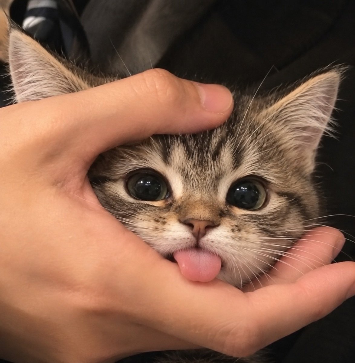 catsworldaura's tweet photo. https://t.co/1BJxTuLJ0U