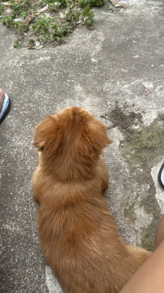 candyiesh's tweet photo. anjing gw punya temen baruuu! kebetulan rumah kontrakan keluarga tuh samping rumah gw bgt, jd bisa paspasan anjingnya kelihatan! baru 3 bulan jd kecyl bgt https://t.co/7f8fpzPtJy