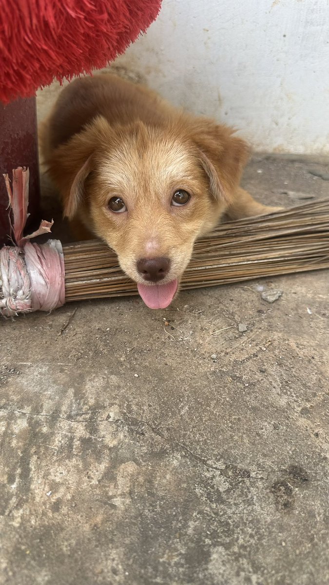 candyiesh's tweet photo. anjing gw punya temen baruuu! kebetulan rumah kontrakan keluarga tuh samping rumah gw bgt, jd bisa paspasan anjingnya kelihatan! baru 3 bulan jd kecyl bgt https://t.co/7f8fpzPtJy