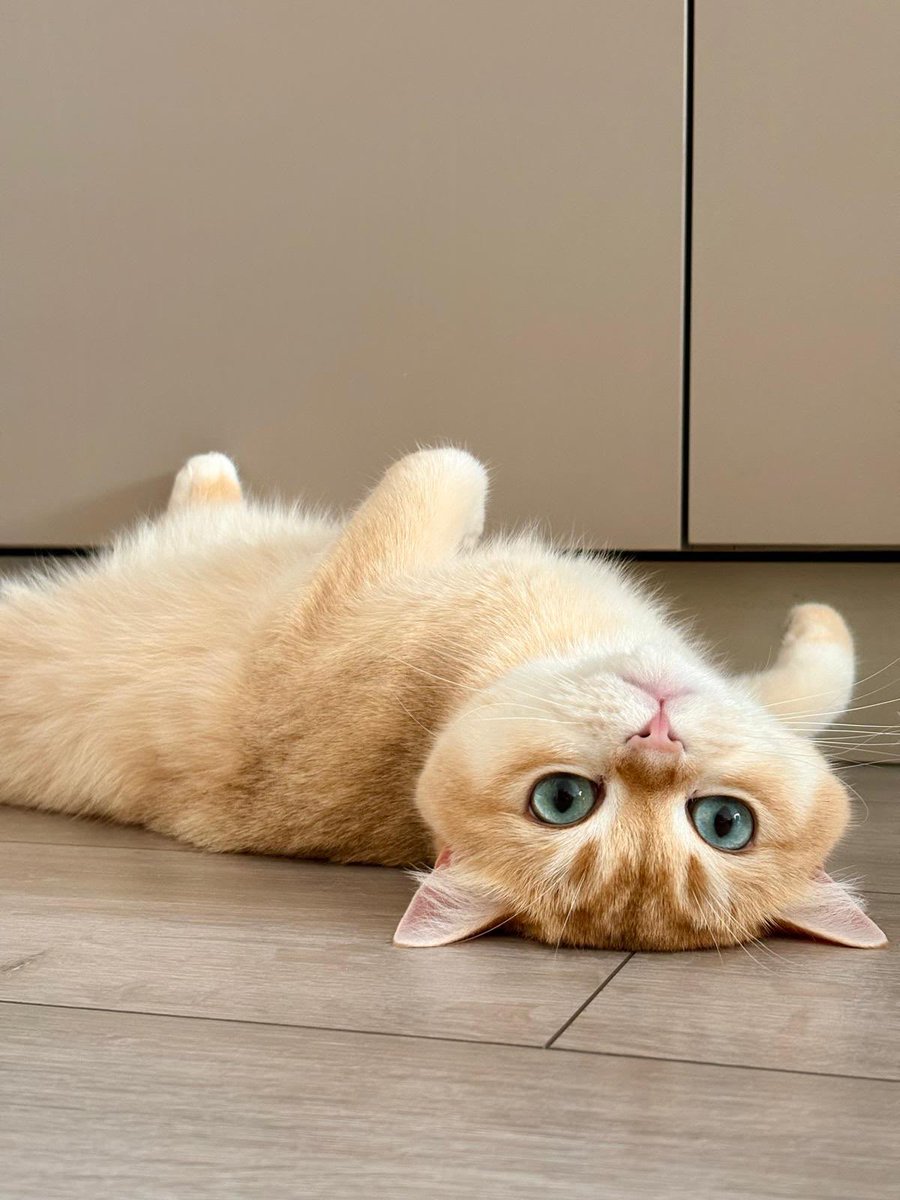 kittensale8's tweet photo. Oats Home #cat #cats #catsofinstagram #catlovers #catlife https://t.co/Ma9e87B4Ke