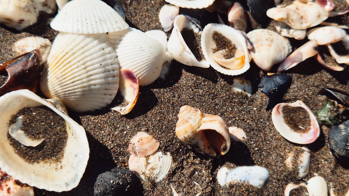 nstflk's tweet photo. 🐚 https://t.co/xsuEKsyBHJ