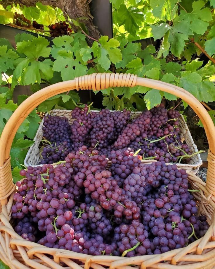 FoodXrlj8's tweet photo. https://t.co/j5kTjbMb55