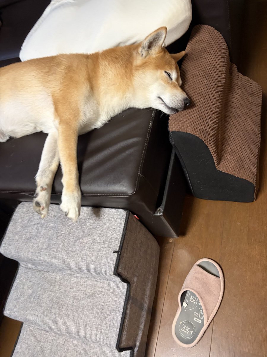 kapital555's tweet photo. 2026/09/29

#犬のてんかん
#柴犬
#獅子丸
#日本犬
#shibainu
#shiba
#shiba_snap
#shibalovers
#shibainustagram
#shibaglobal
#shibaken
#shibadog
#気張り柴犬
#気張り犬
#気張り柴
#てんかん持ちワンコ
#てんかん犬 https://t.co/E5ozz1XmB2
