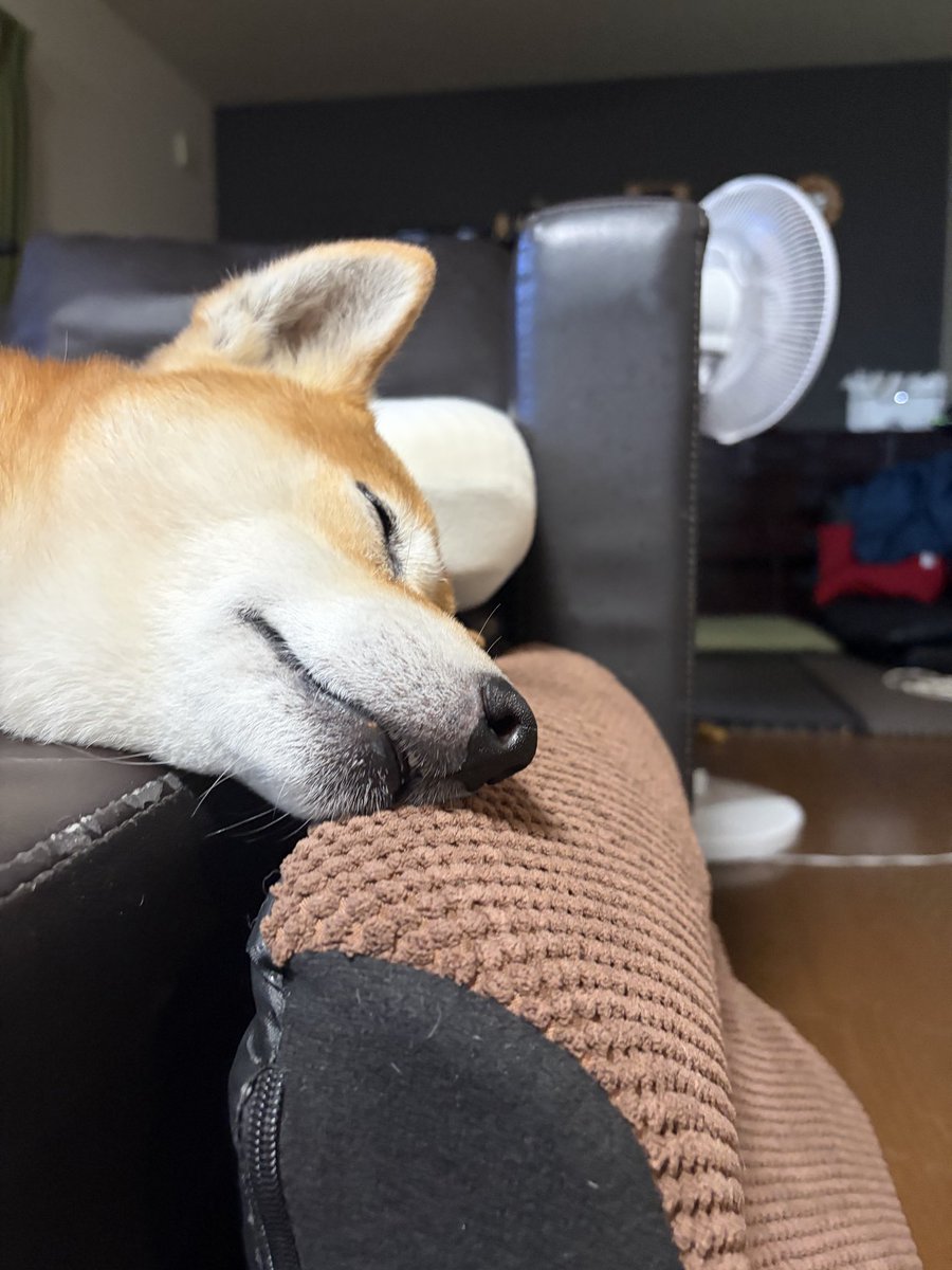 kapital555's tweet photo. 2026/09/29

#犬のてんかん
#柴犬
#獅子丸
#日本犬
#shibainu
#shiba
#shiba_snap
#shibalovers
#shibainustagram
#shibaglobal
#shibaken
#shibadog
#気張り柴犬
#気張り犬
#気張り柴
#てんかん持ちワンコ
#てんかん犬 https://t.co/E5ozz1XmB2