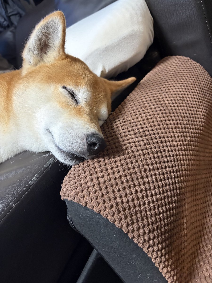 kapital555's tweet photo. 2026/09/29

#犬のてんかん
#柴犬
#獅子丸
#日本犬
#shibainu
#shiba
#shiba_snap
#shibalovers
#shibainustagram
#shibaglobal
#shibaken
#shibadog
#気張り柴犬
#気張り犬
#気張り柴
#てんかん持ちワンコ
#てんかん犬 https://t.co/E5ozz1XmB2