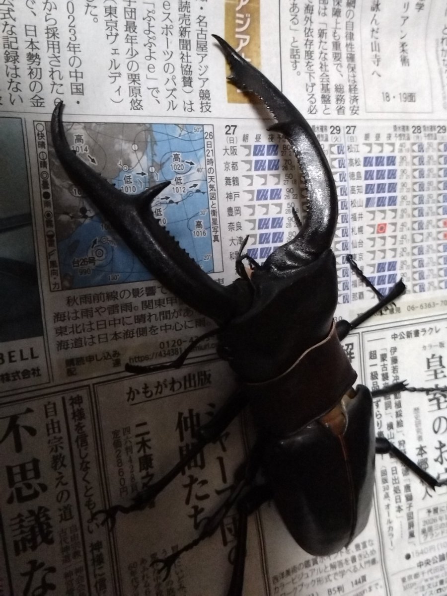 dendenwasab's tweet photo. @HiroponMusubi 今度クワガタあげるからそれ俺の代理にして https://t.co/VVTnYjZDGx