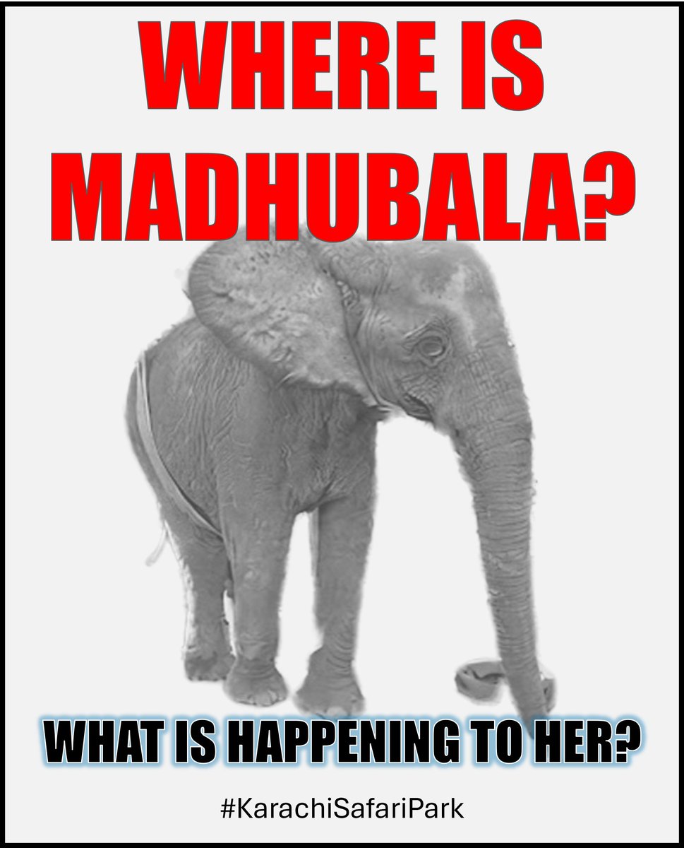 anikasleem's tweet photo. Where is 🐘 Madhubala?  Is she suffering in silence? What is happening to her? The silence of @KmcPakistan &amp; @murtazawahab1 serves only to make us think the very worst! #SOSMadhubala https://t.co/N3pmkHFgcH