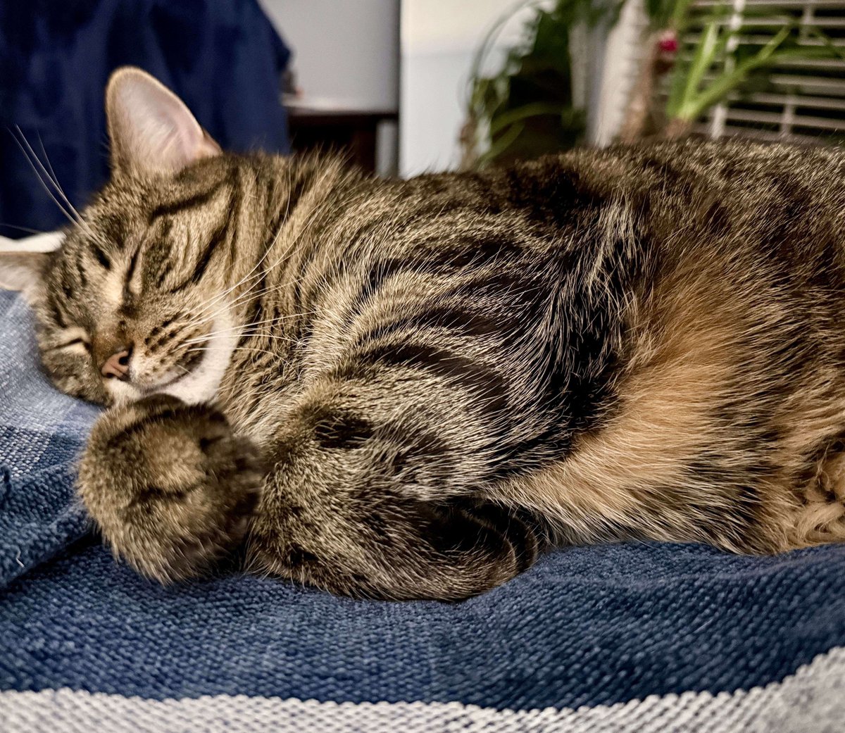 MissyBBBobtail's tweet photo. Sometimes life doesn't send you answers. It sends you a cat that lies down next to you and makes everything a little easier. https://t.co/A4iRQdzDW4
