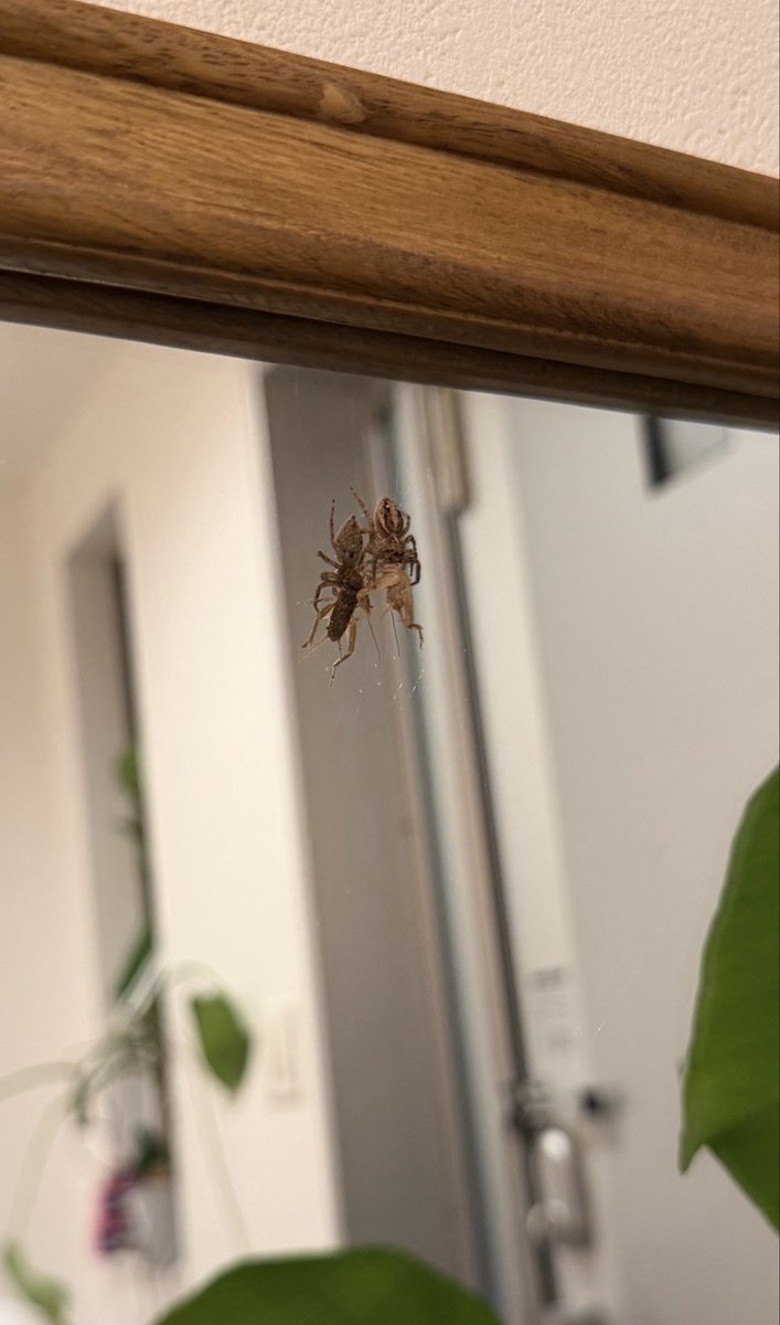 ha1236w's tweet photo. 死んでるコオロギあげたらぴょんって
飛んできた🕷️かわいいな https://t.co/InwsyamMNn