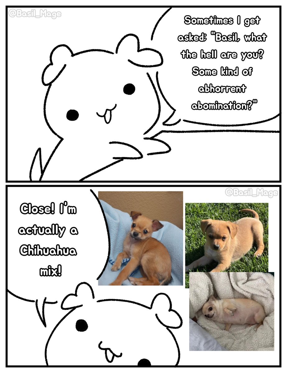 Basil_Mage's tweet photo. Chihuahua thing https://t.co/JqgzvehJ0e
