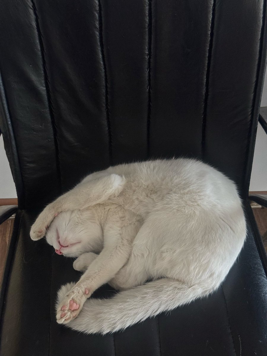 MerweHNM's tweet photo. Ofis onunMuş istediği gibi uyuyabilirmişş🤦‍♀️😂 https://t.co/WX5vESbi4I