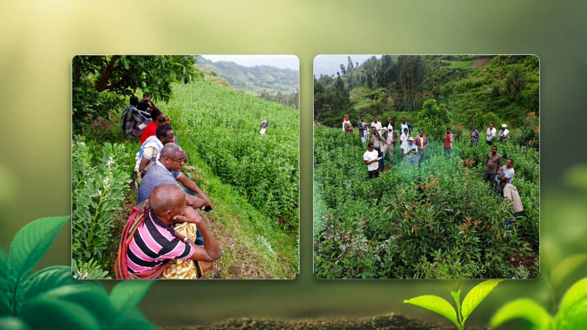 OfficialOrda's tweet photo. The 3-day Learning Exchange on Community-Led Watershed Development has concluded!
Organized by GOPA MetaMeta, supported by @NLinEthiopia & @RVO_Nederland, w/ @ORDAEthiopia & APDA, participants reviewed Reversing the Flow (RtF) project sites in Werebabo & Tehuledere.
#ClimateActio https://t.co/wptXaibo1d