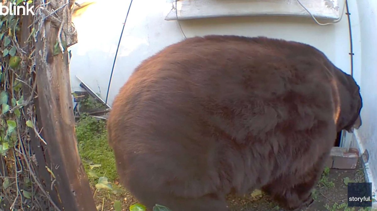 bearlyable2's tweet photo. wide angle lens......
#fatbearweek https://t.co/vu329OxMpp