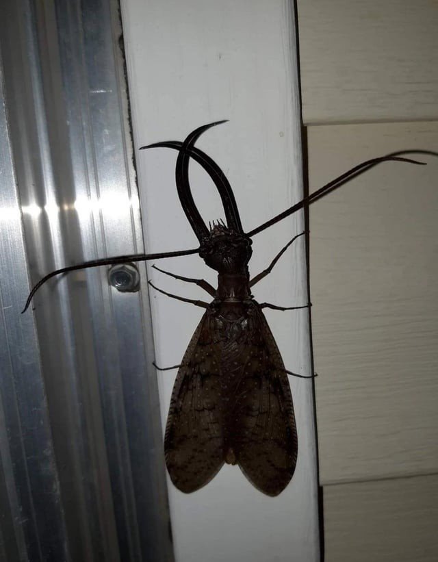 ohjearbear's tweet photo. I live in Cherokee County surrounded by trees, right by a creek.... I would be beggin to see a roach if it meant I never had to see one of these big ass Dobson Flies every again... I'm not kidding when I say that they can push a cracked bedroom door open and sound like a helicopter