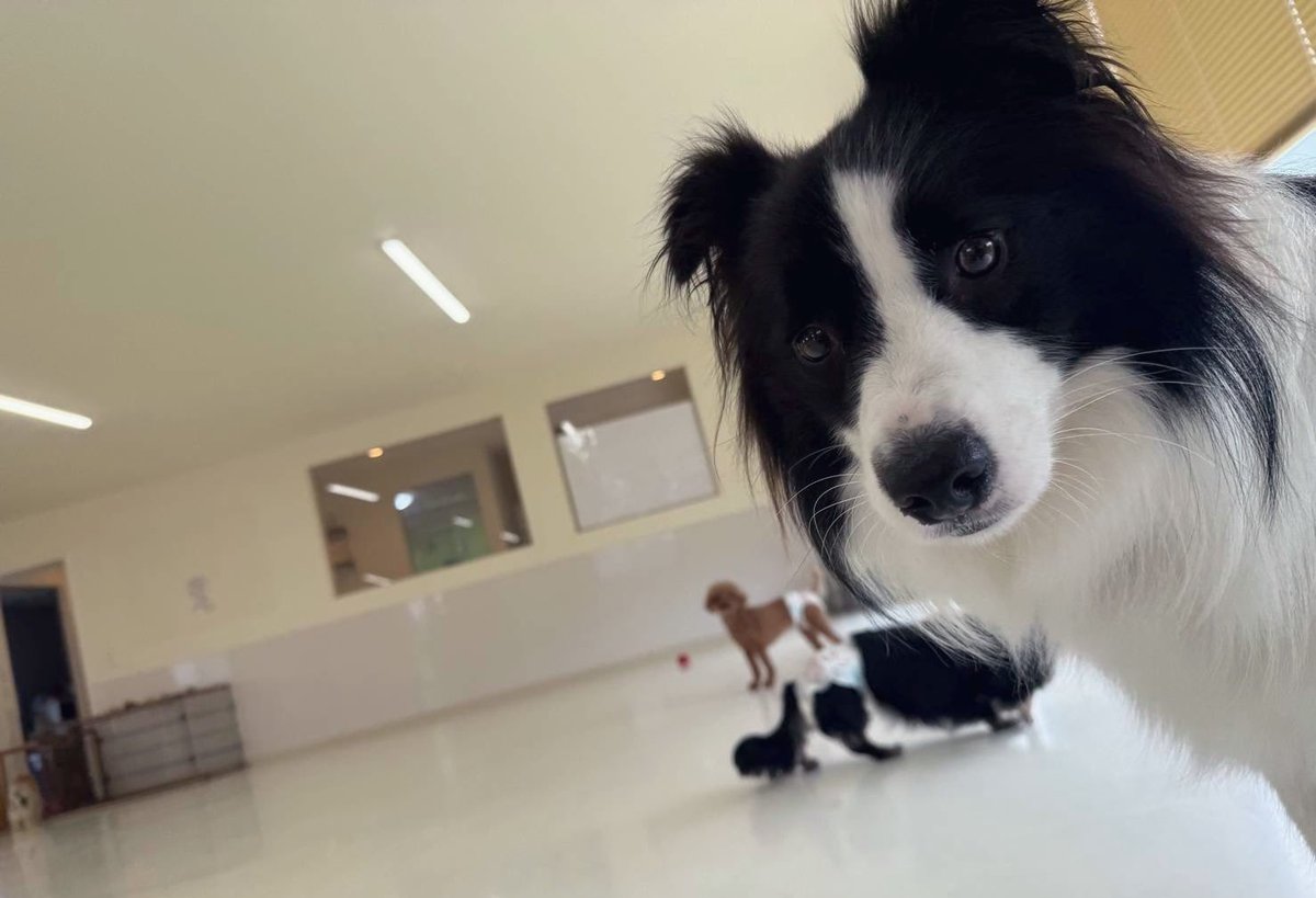 sasakasan's tweet photo. 犬の幼稚園から送られてきた写真、いいですか落ち着いて聞いてください構図すぎる https://t.co/HrQH4Be2cq
