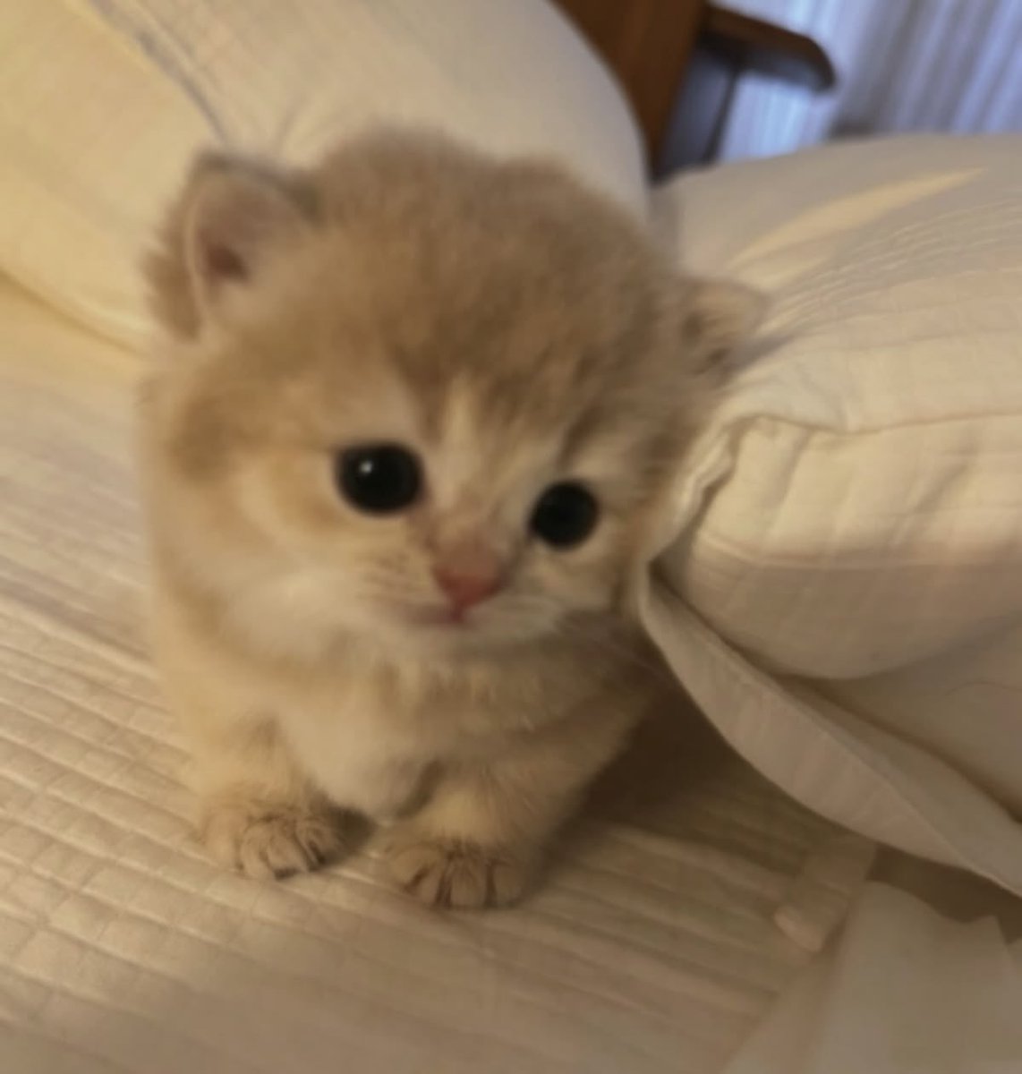 mul03198's tweet photo. 사쿠라 고양이 말도 안되. https://t.co/nZiyXix696