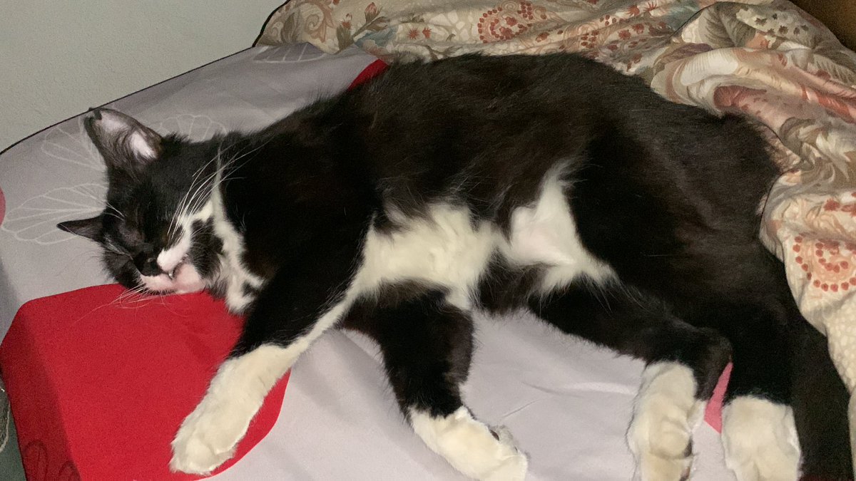 rainbowfluffyy's tweet photo. twitter do your magic…

yg ngeliat kucing ini di sekitaran kavling kedaung ciputat dm me pls dia udh 2 harian ilang di cari di sekitar pun ga ketemu :( 

tolong bantu rt ya man teman tolong bgtt doain kucing aku semoga cepet ketemu yaa, nangis bgt mimiw cepet pulang nak 😭😭😭 https://t.co/WusKGww6iv