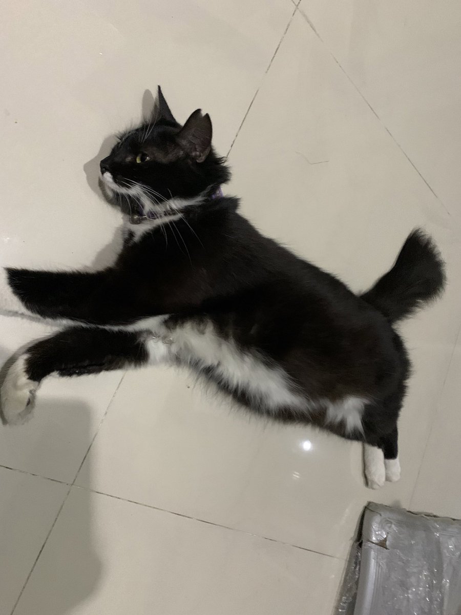 rainbowfluffyy's tweet photo. twitter do your magic…

yg ngeliat kucing ini di sekitaran kavling kedaung ciputat dm me pls dia udh 2 harian ilang di cari di sekitar pun ga ketemu :( 

tolong bantu rt ya man teman tolong bgtt doain kucing aku semoga cepet ketemu yaa, nangis bgt mimiw cepet pulang nak 😭😭😭 https://t.co/WusKGww6iv