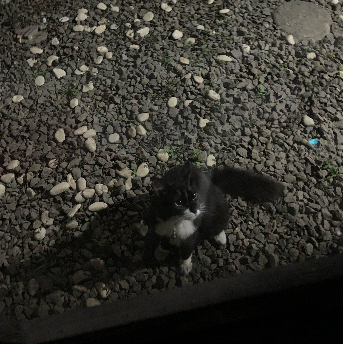 rainbowfluffyy's tweet photo. twitter do your magic…

yg ngeliat kucing ini di sekitaran kavling kedaung ciputat dm me pls dia udh 2 harian ilang di cari di sekitar pun ga ketemu :( 

tolong bantu rt ya man teman tolong bgtt doain kucing aku semoga cepet ketemu yaa, nangis bgt mimiw cepet pulang nak 😭😭😭 https://t.co/WusKGww6iv