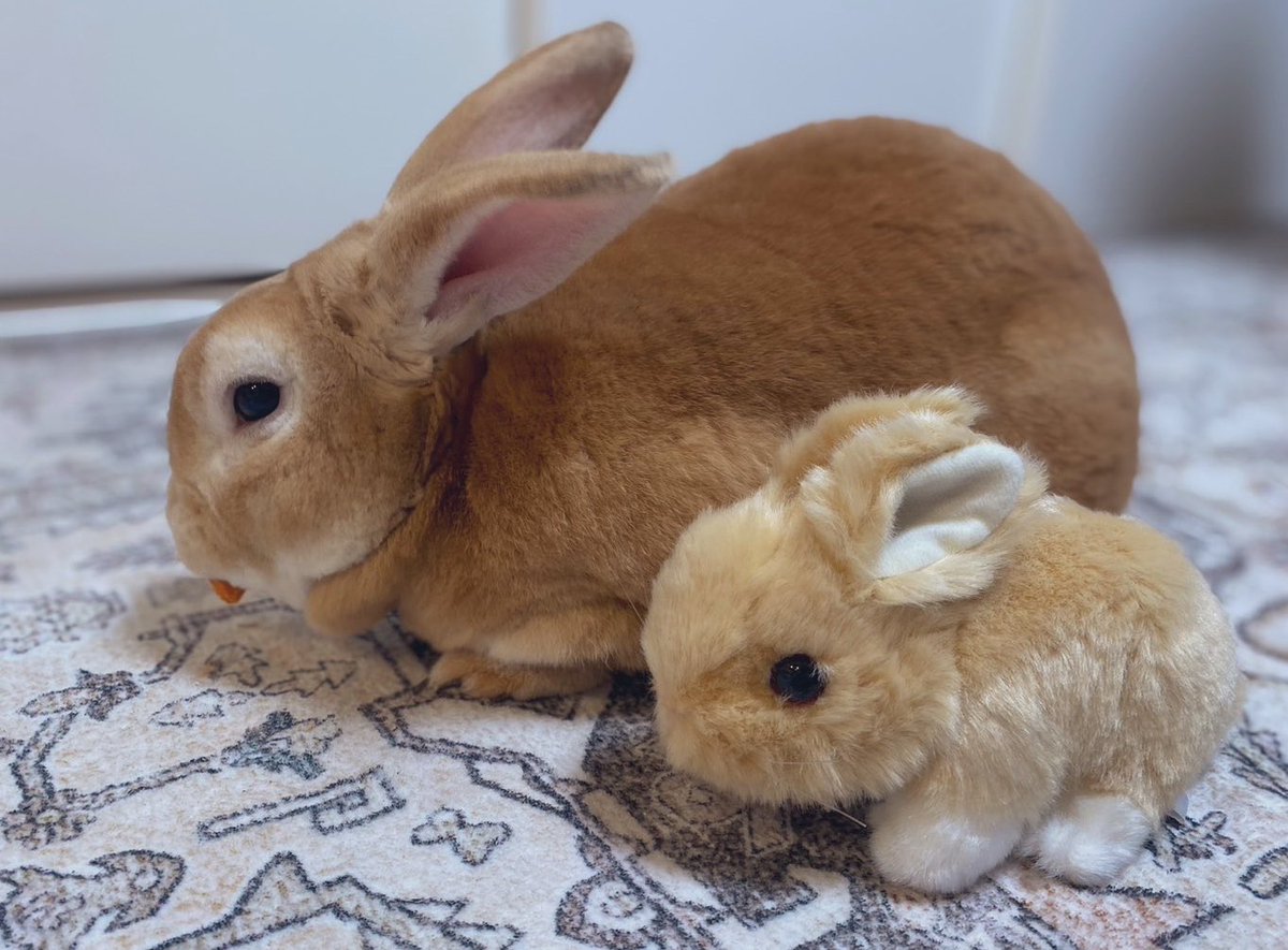 mikasauxu's tweet photo. みみくんに新しいお友達が出来た🐰！ https://t.co/lNcyztIamC