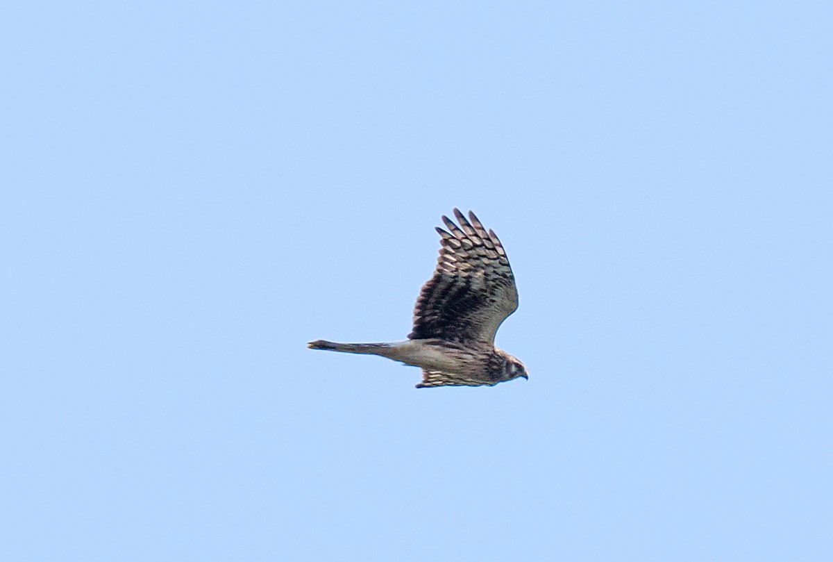 duncan_eames's tweet photo. Bird of prey experts: what female Harrier? https://t.co/WE7W0wZjOj