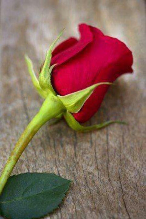abduh_ammar12's tweet photo. #تابعوهم_الردمضمون𝕏
@lqyr110918 
@HammadKhan1z 
@vqkuv0 
@abduh_ammar12
@Atuli57903189
@Rachan98015067 
@wahidsheikh379 
@zaAh7AOV2NE4bFE 
@Kanyaph61412968 
@Khunnon97 
@FrejielynC 
@cigdemkapan12 
@Nid38468745 
@ASuarpha 
@Anime_Akai247 
@h5ijxj 
@TheeVoiicee 
@Sawyvham https://t.co/qALyDUny0b