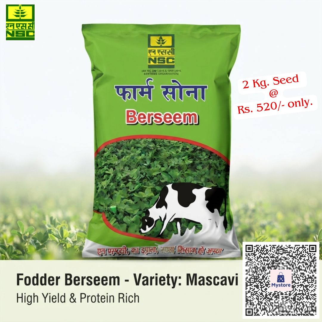 NSCLIMITED's tweet photo. 🌾पशुओं के लिए पौष्टिक चारे की गारंटी—NSC 'फार्म सोना' बरसीम (Mascavi Variety)!

तेज़ी से बढ़ने वाली और प्रति सीज़न 5-6 कटाई देने वाली उच्च गुणवत्ता वाली इस बहु-कट किस्म से पाएँ हरे चारे का बंपर उत्पादन। 

2 किलो बीज का पैक ऑर्डर करें@ https://t.co/eSVcStXgA6 मात्र ₹520/- में! https://t.co/TVbv6Or06F