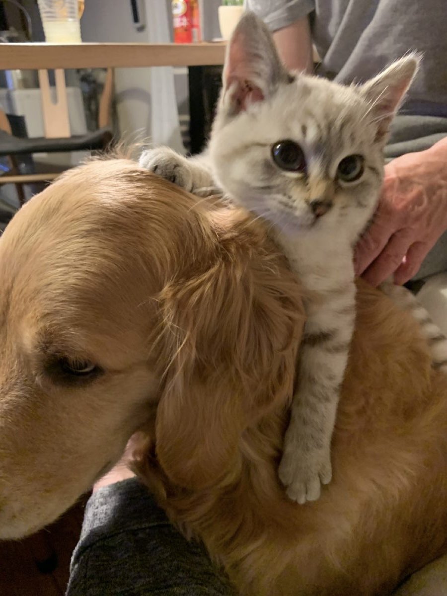 letbepirrin's tweet photo. ( 🐈 &amp; 🦮 ) 🖐🏻⭐️ https://t.co/Js9pltKJzp
