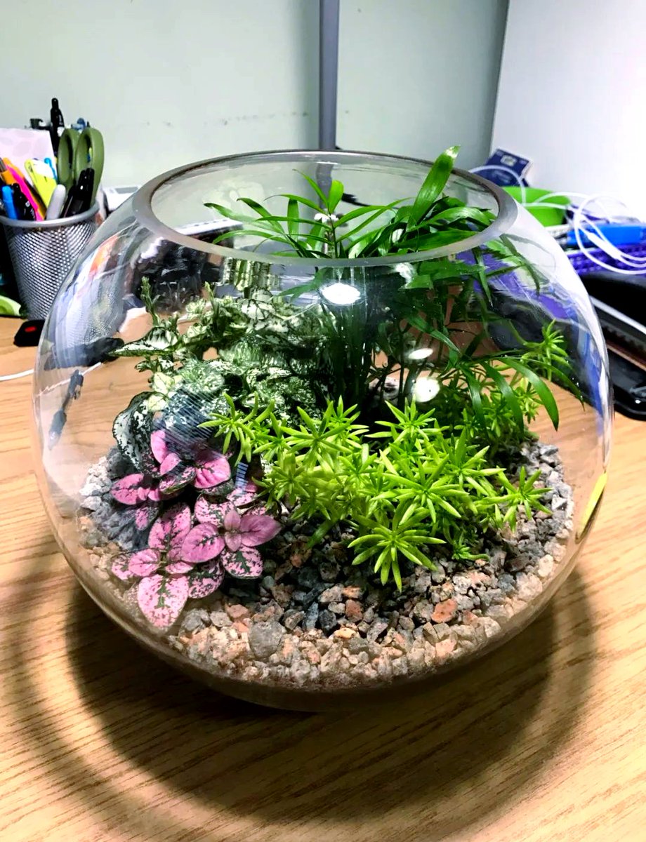 LidiaFumerwuf's tweet photo. Just upcycled an old mason jar into a cute desktop succulent planter in 10 mins—no fancy tools needed! Turned trash into tiny green joy  #DIYCrafts， https://t.co/4Ri84bCfCc