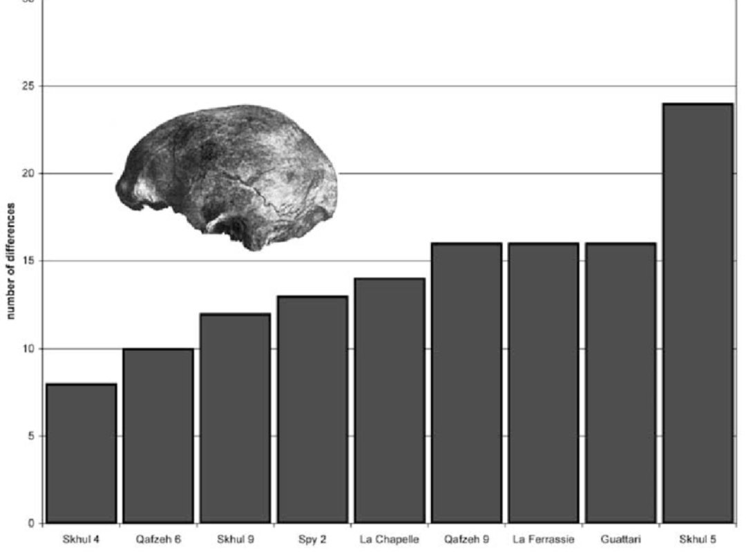 BillGod14's tweet photo. @HighlyCitedX also to add onto the skhul -> mladec hypothesis, i must also say that skhul 4 and mladec 1 are essentially indisguishable. Here are the pairwise differences. https://t.co/D3XaabgS22