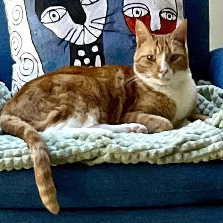sachikoko's tweet photo. 🙏🏽PLEASE SHARE
💝Sweet 7YO Orange #Tabby &amp; White Kitty "POPPY"💝
😿💔Surrendered 4 Allergies
📢Needs A Cat Savvy #FureverHome🏡 As Your 1 And Only Pet
▶️https://t.co/Gm1TOp9Ydp
🙏🏽#AdoptDontShop
#Monterey, #CA #NorCal #MontereyCounty
✅Adult Only @CatsOldies #RehomeHour #US #CATS https://t.co/1UDyuEI3Kp