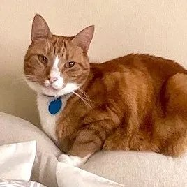 sachikoko's tweet photo. 🙏🏽PLEASE SHARE
💝Sweet 7YO Orange #Tabby &amp; White Kitty "POPPY"💝
😿💔Surrendered 4 Allergies
📢Needs A Cat Savvy #FureverHome🏡 As Your 1 And Only Pet
▶️https://t.co/Gm1TOp9Ydp
🙏🏽#AdoptDontShop
#Monterey, #CA #NorCal #MontereyCounty
✅Adult Only @CatsOldies #RehomeHour #US #CATS https://t.co/1UDyuEI3Kp