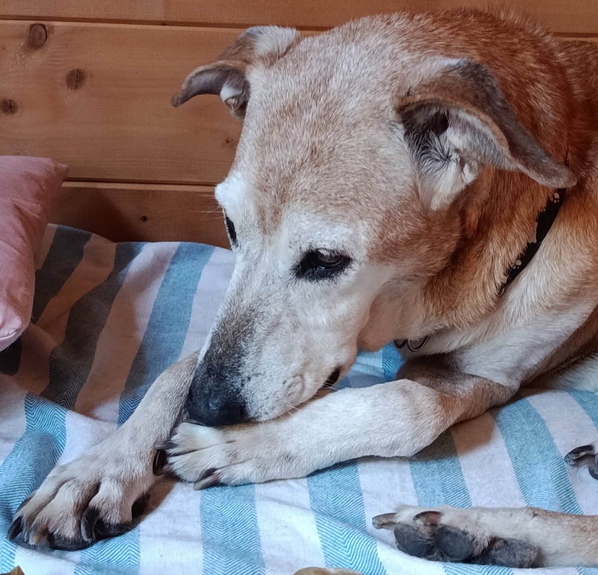 SosAbuelos1's tweet photo. #BARCELONA
Después de martirizarla cazando durante 12 años, a #LILY la han abandonado

Cuando está con gente, no puede evitar que se le escape ese lado cariñoso y amable que también muestra con perros y gatos

Es una abuelita todoterreno

Contacto: 607743721 Laura https://t.co/QuiOFrjcjk