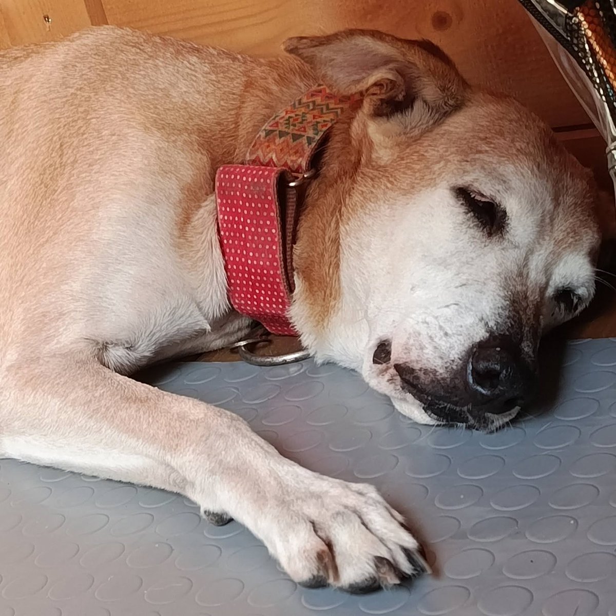 SosAbuelos1's tweet photo. #BARCELONA
Después de martirizarla cazando durante 12 años, a #LILY la han abandonado

Cuando está con gente, no puede evitar que se le escape ese lado cariñoso y amable que también muestra con perros y gatos

Es una abuelita todoterreno

Contacto: 607743721 Laura https://t.co/QuiOFrjcjk
