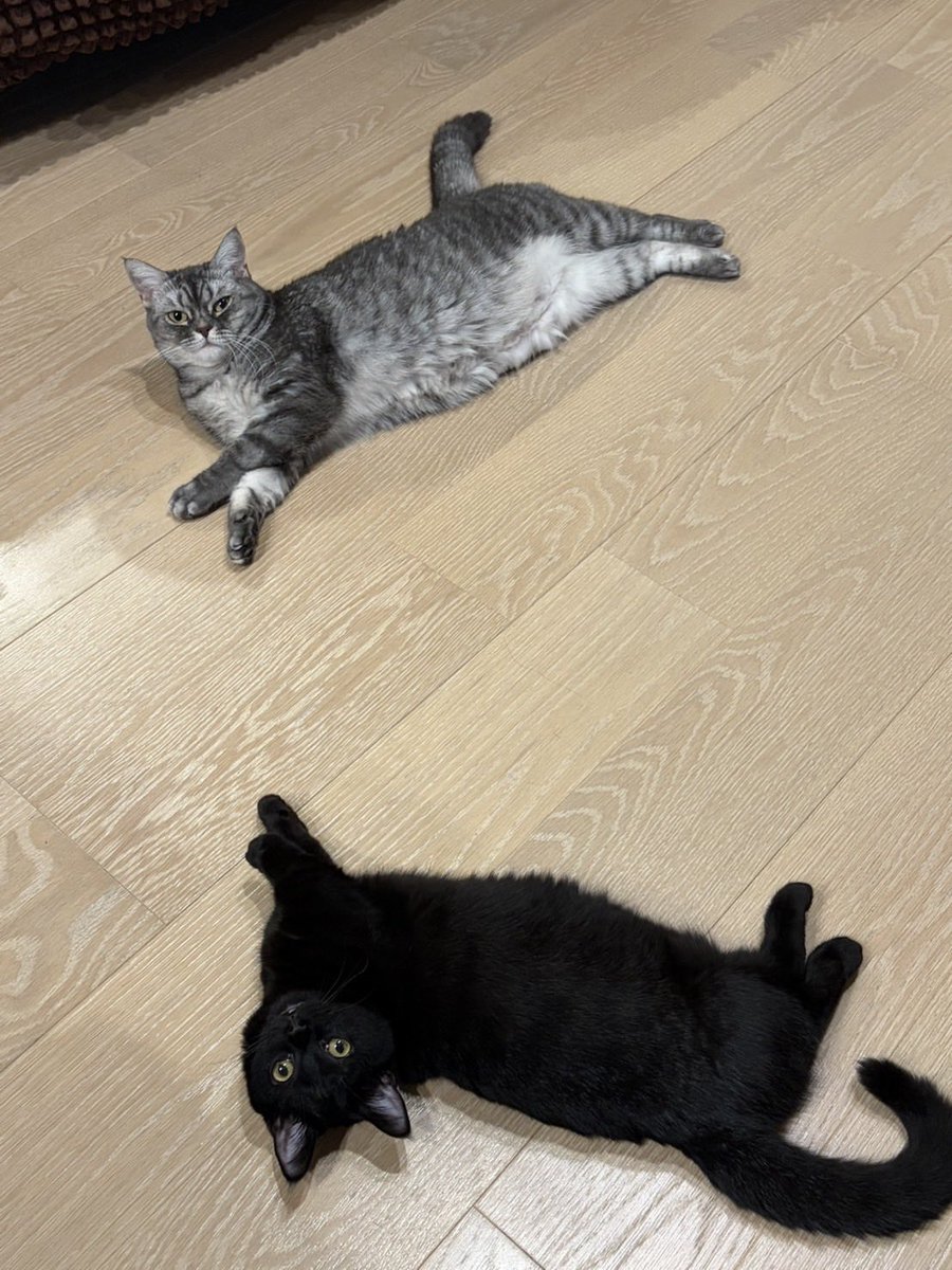 Rays_sendai's tweet photo. ハッカーよ。
ちょっと猫見て🐈‍⬛🐈落ち着けwww

スカイラブハリケーンだよ。 https://t.co/9xfixqndM9