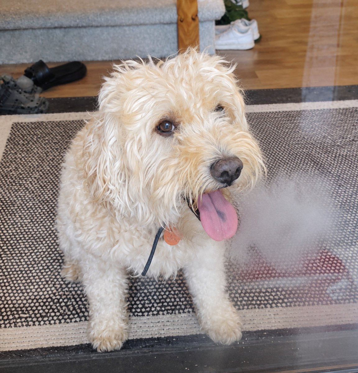 ArieDoodle's tweet photo. I been waiting for you to come back and also I fogged up the door π
π€π #TongueOutTuesday #dogs #GRC #AriesWorld https://t.co/g9ODOUjlls