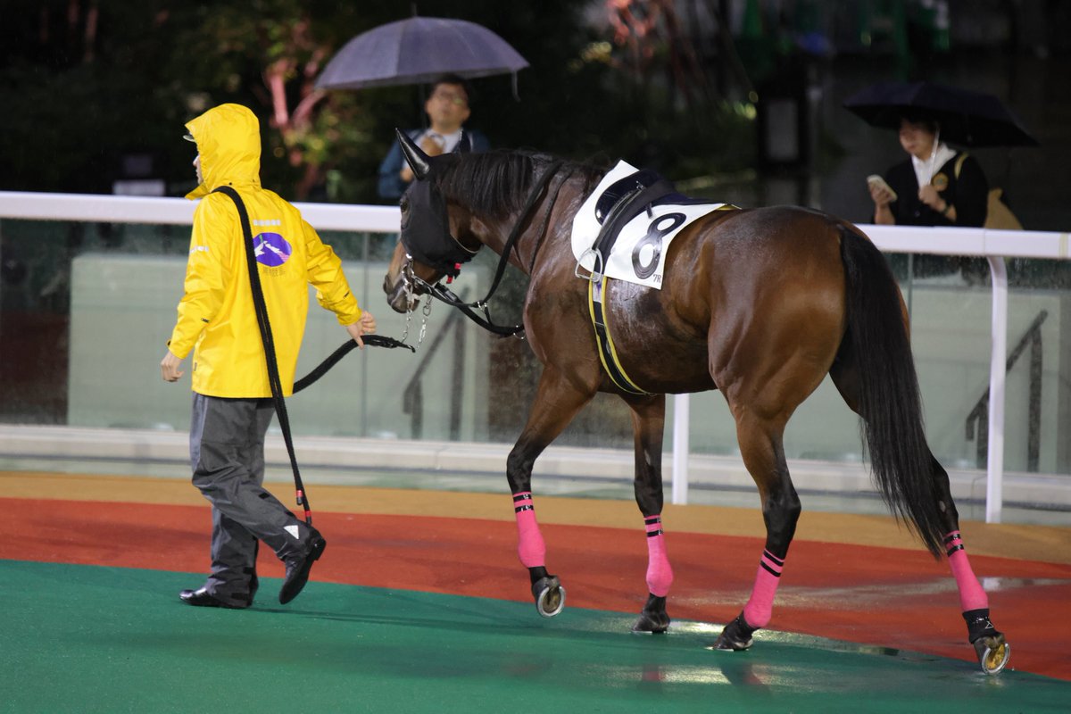 _k_www_'s tweet photo. 2026.09.29 船橋7R
#アマゴ♡
見越彬央騎手
箕輪武厩舎

アマゴちゃん久しぶりのナイター🌃✨
今日もヵヮィィね…⊂( ᴖ ̫ᴖ )⊃♡連闘お疲れ様でした！！！

🩷🖤 https://t.co/8GgCBHaWVh