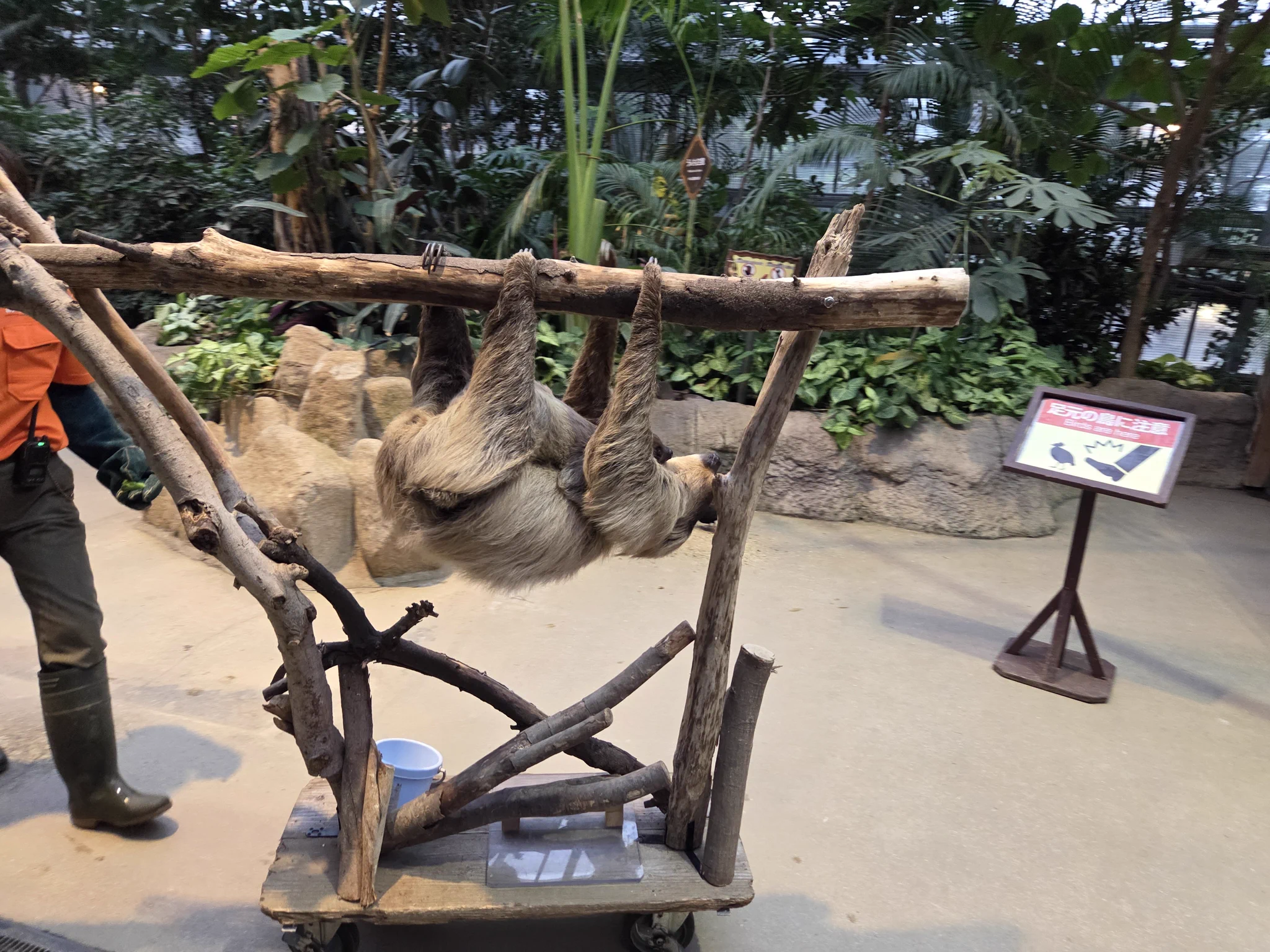 ナマケモノ研究所(The sloth research center)🦥 (@sametyphoon) / X